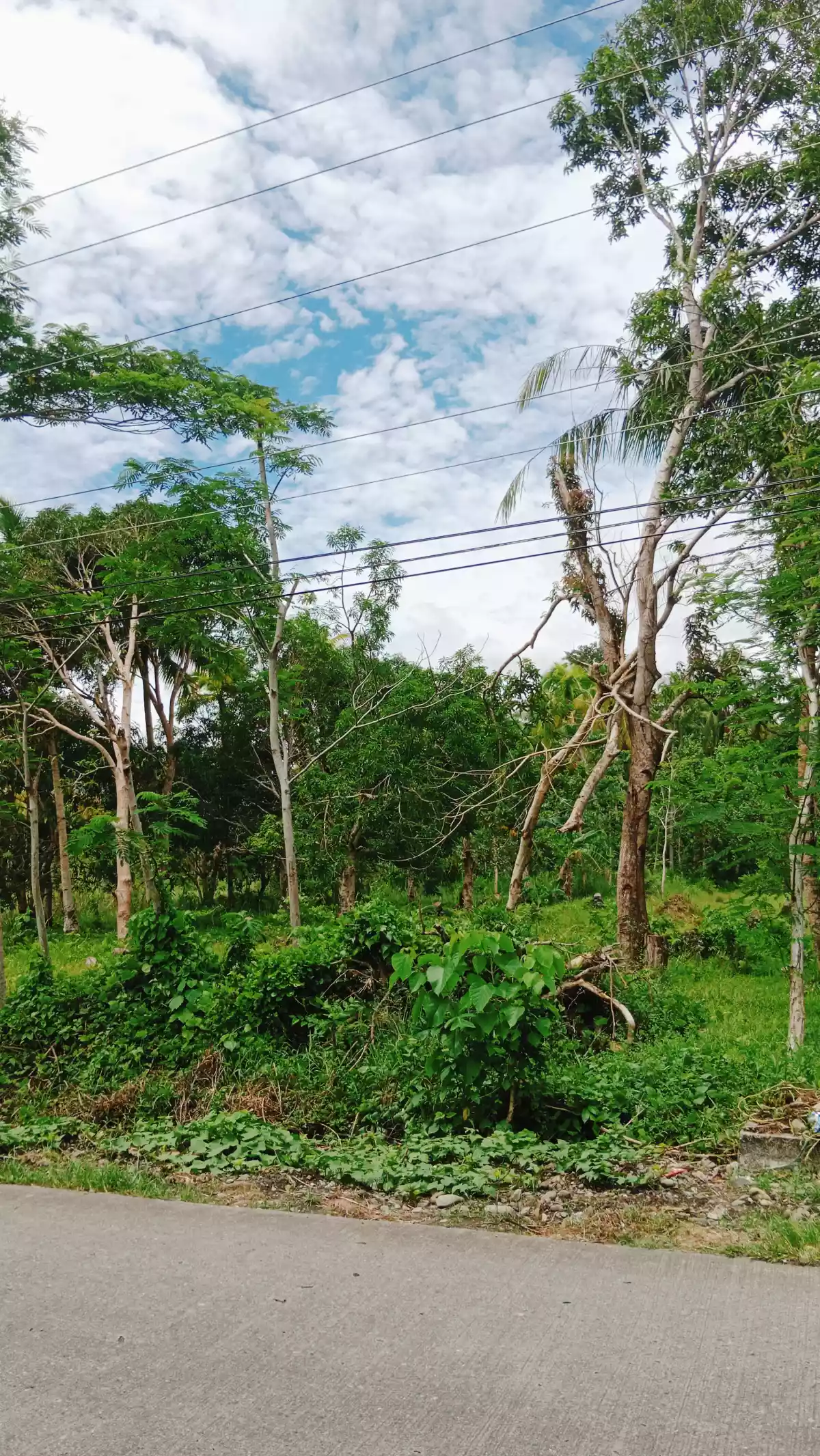 Residential/Agricultural Land along the road — Agricultural Lot in Cabadbaran City, Agusan Del Norte, Philippines — Photo 3