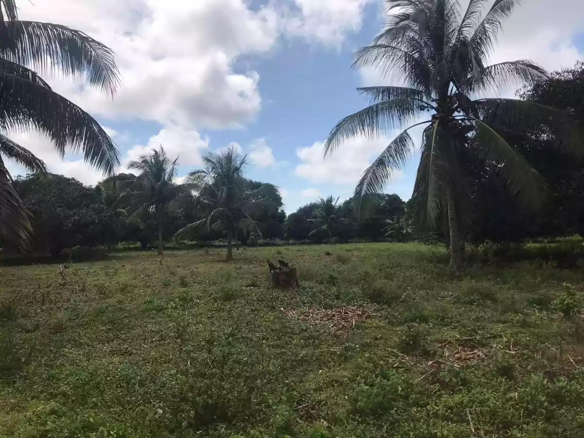 ðŸ“£MANGO FARM FOR SALE - 9 hectares - income generating propertyðŸ“£ - photo 6