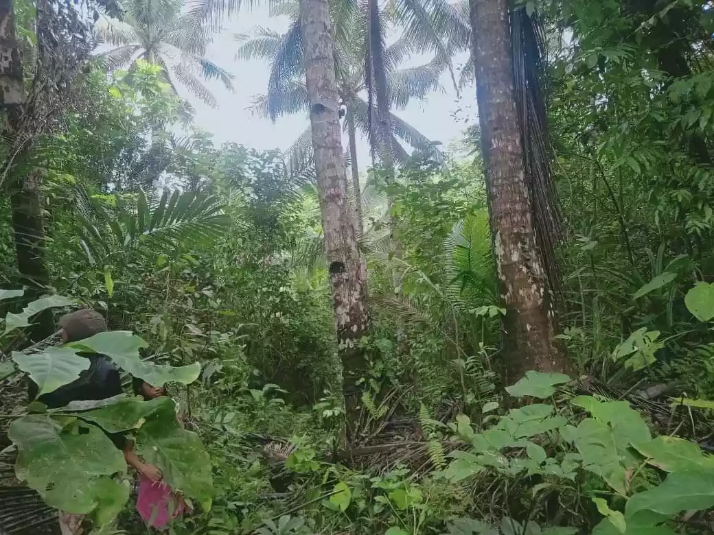 Lot For Sale in Consuelo, General Luna, Siargao Islands - photo 5