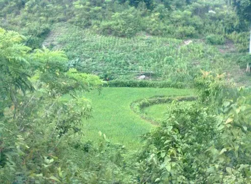 Developed Farm Lot For Sale in Ronda, Cebu — Agricultural Lot in Cebu, Philippines — Photo 7