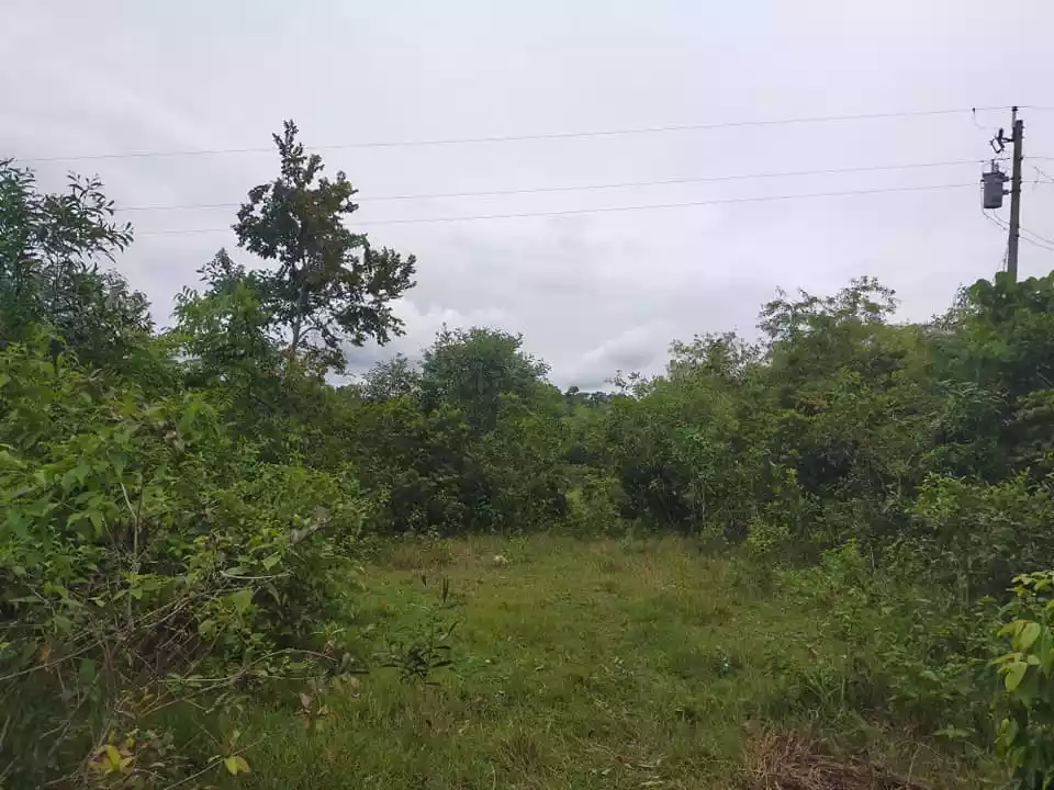 1384sqm clean title lot in Tinago Dauis Panglao Island Bohol 1,500 per sqm 3rd lot - photo 3
