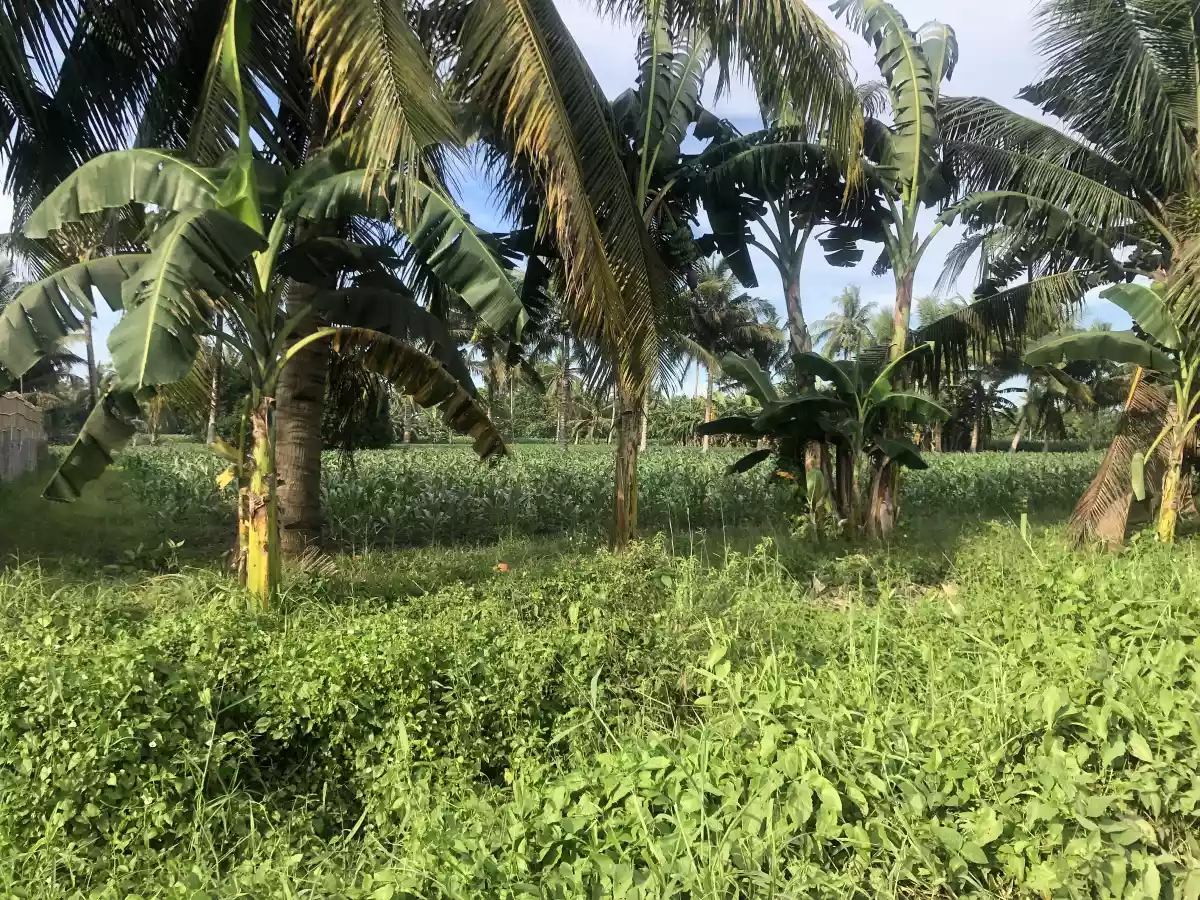 Katangawan Area 1.6 Hectare — Agricultural Lot in General Santos City, South Cotabato, Philippines — Photo 2