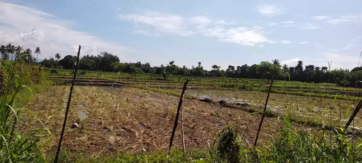 P-2223 — Agricultural Lot in General Santos City, South Cotabato, Philippines — Photo 3
