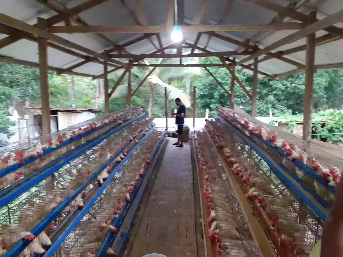 Poultry for sale — BPO in Cagayan de Oro, Misamis Oriental, Philippines — Photo 4