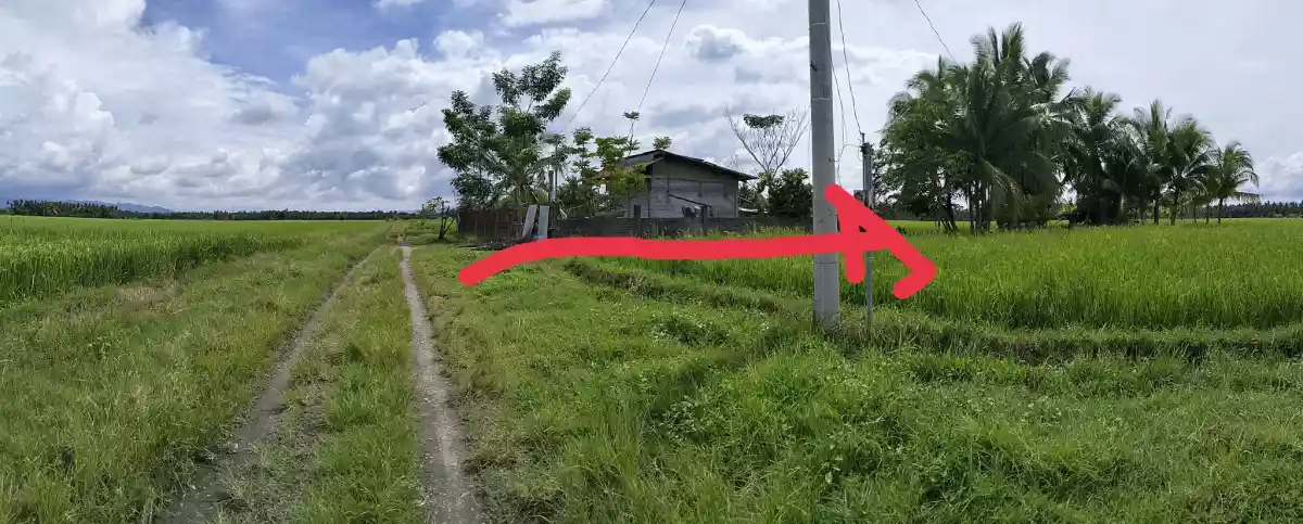 Rush Sale! Irrigated rice farm located in San Jose, Marbel  - photo 4