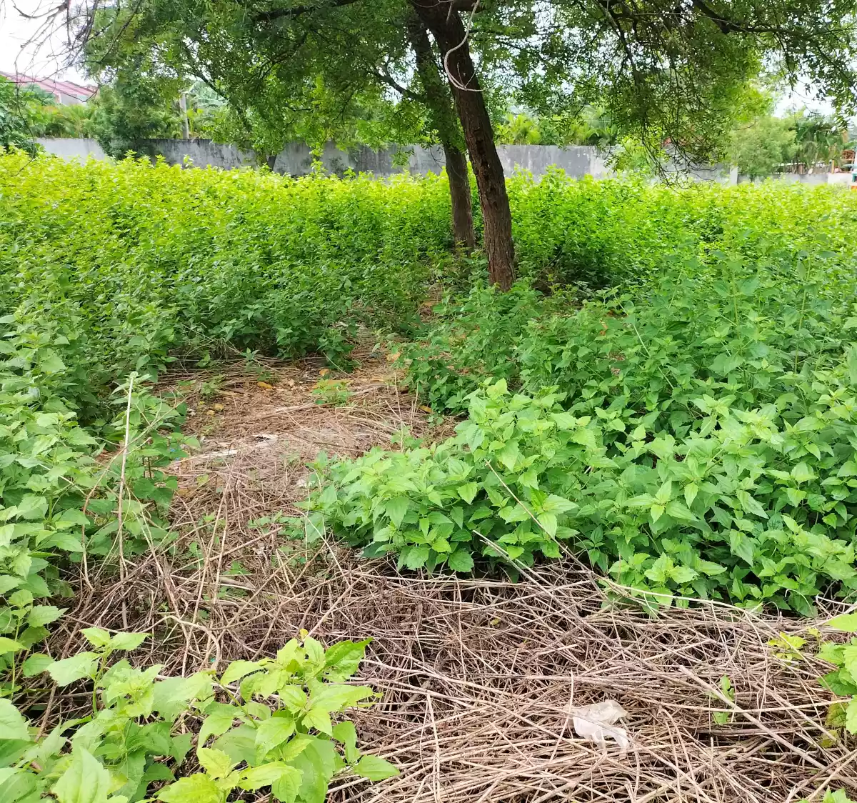 Residential lot