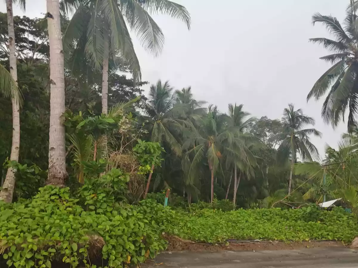 Beach Front Property for Sale (Sipalay) — Beach Lot in Sipalay City, Negros Occidental, Philippines — Photo 7