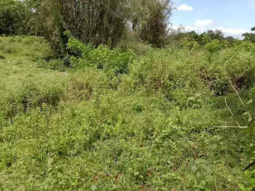 Clean Title — Agricultural Lot in Libona, Bukidnon, Philippines — Photo 3