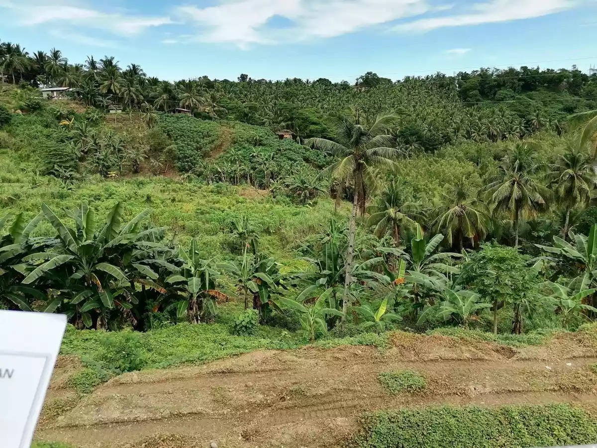 Land for SALE , Nasipit, Agusan Del Norte - photo 6