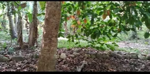 Very rush sale lot only — Agricultural Lot in Cebu, Philippines — Photo 7