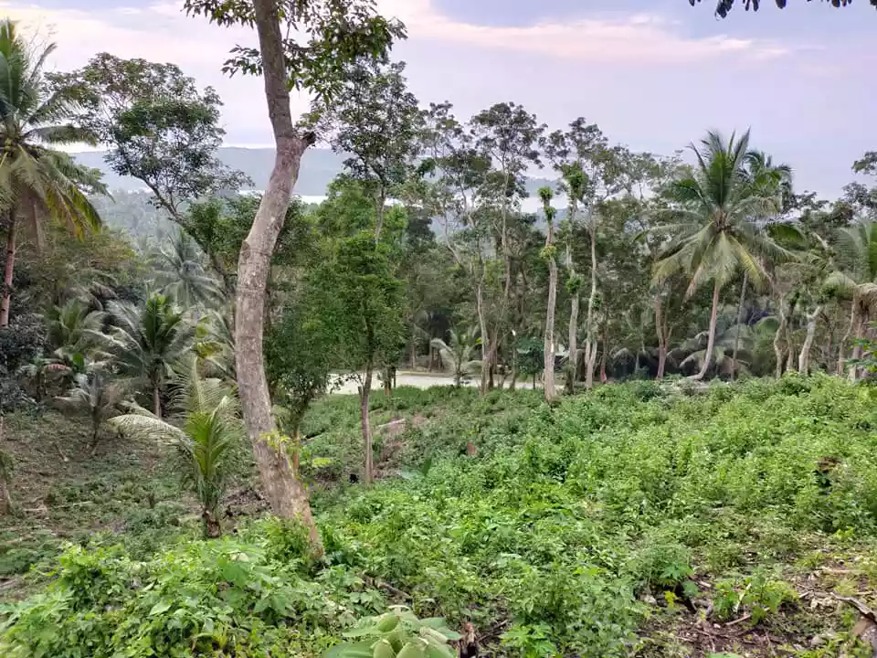 Sea Vew and Mountain View 4,507sqm title lot in Loon Bohol 800 per sqm - photo 6
