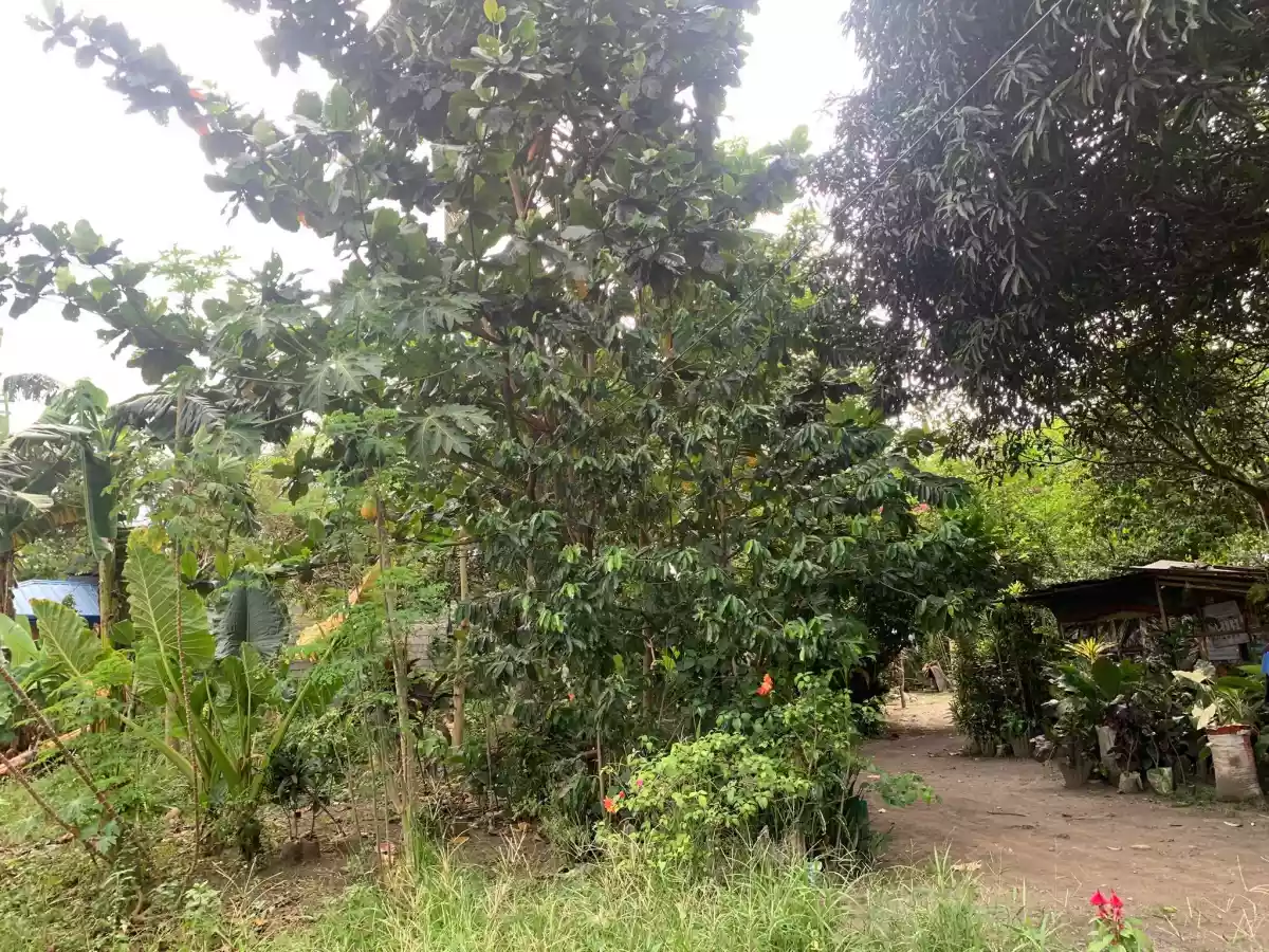 300 SQ.M RESIDENTIAL LOT — Residential Lot in Alabel, Sarangani, Philippines — Photo 4