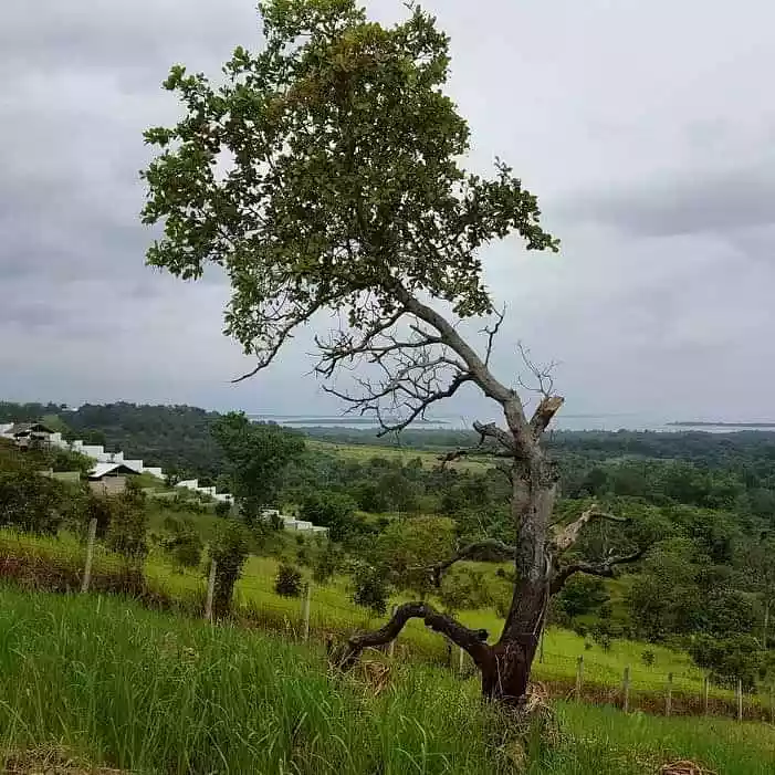 Overlooking Honda Bay Property - photo 4