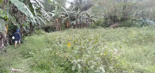 FARM LOT IN BALAMBAM FOR SALE — Agricultural Lot in Balamban, Cebu, Philippines — Photo 3