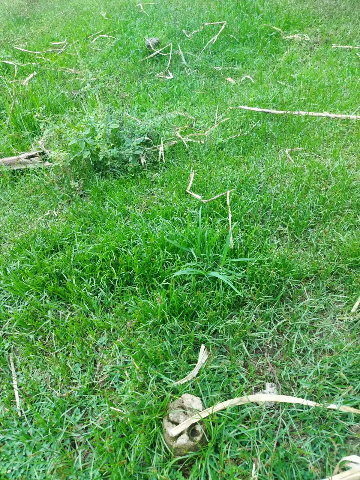 Lot for Sale in Calabnugan Sibulan - photo 2