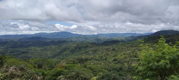 â€¼ï¸RUSH SALE FARM LOTâ€¼ï¸ 3.5hectares Megcawayan, Calinan, Davao City along barangay road. Planted with Falcata, rubber, mahony trees  and corn. With spring in the middle of the property. 5.6m  - photo 2