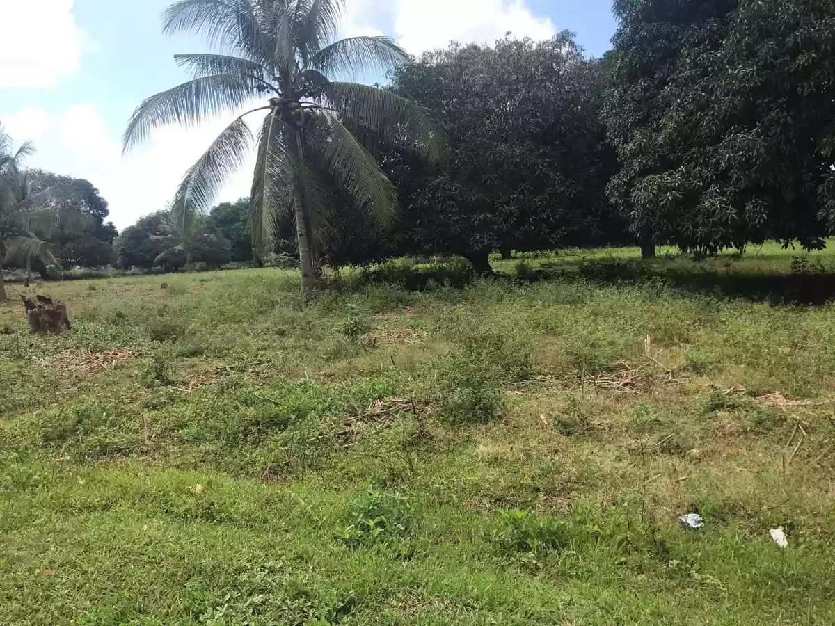 ðŸ“£MANGO FARM FOR SALE - 9 hectares - income generating propertyðŸ“£ - photo 4