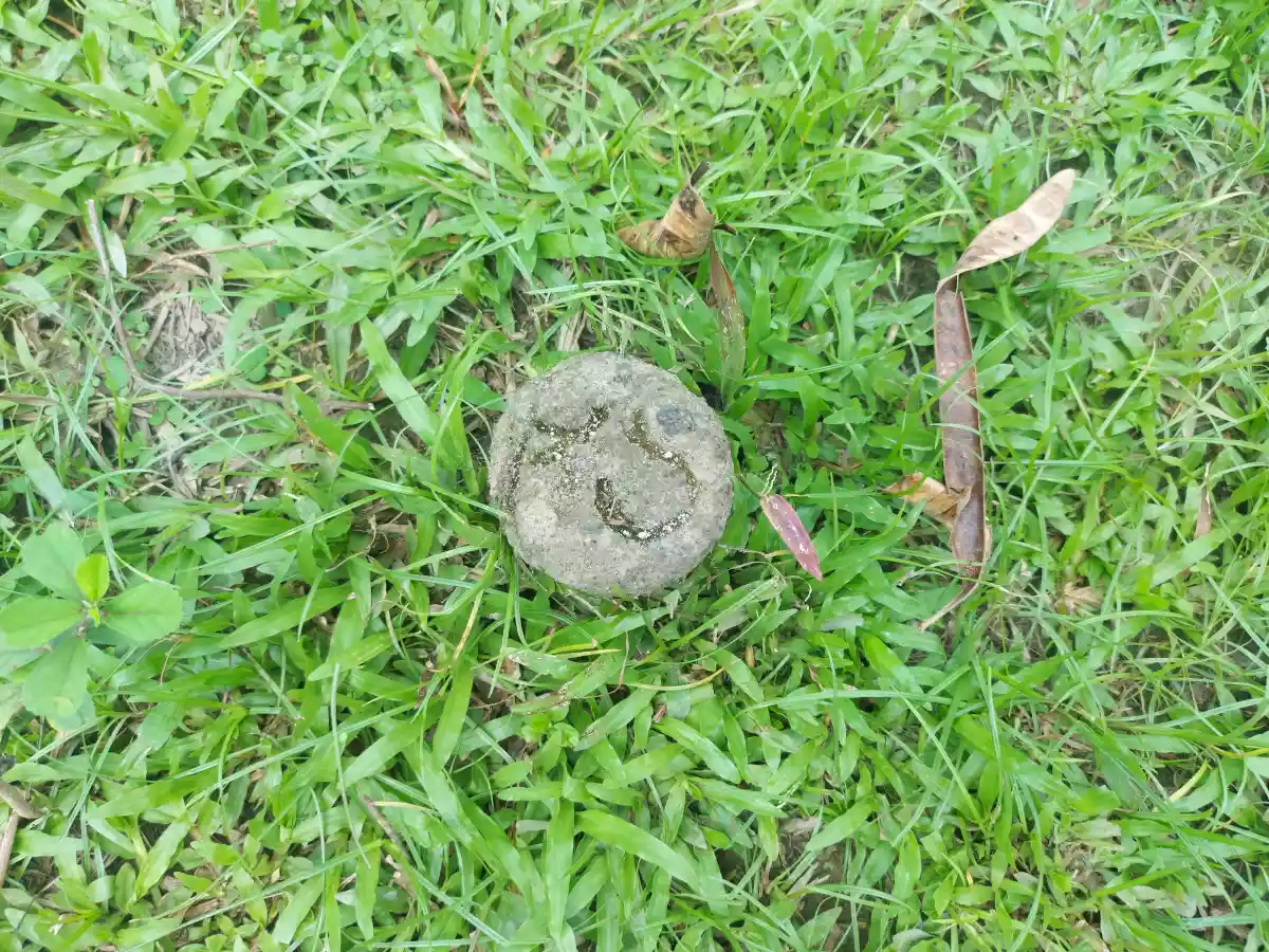 Lot for Sale in Calabnugan Sibulan - photo 6