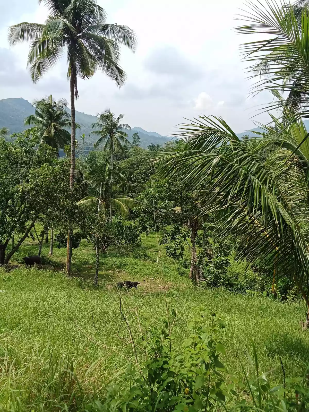 Open photo 18 of 22 — 3.5 hectares agricultural land for sale in Balungag San Fernando Cebu