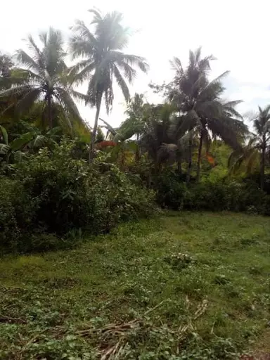 Agricultural Land in Asturias for sale! — Agricultural Lot in Asturias, Cebu, Philippines — Photo 2