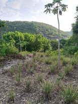 Lot for Sale in Carmen, Cebu — Agricultural Lot in Cebu, Philippines — Photo 2