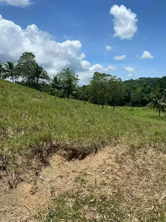 FARM LOT FOR SALE with 100 Mango Trees: - photo 5