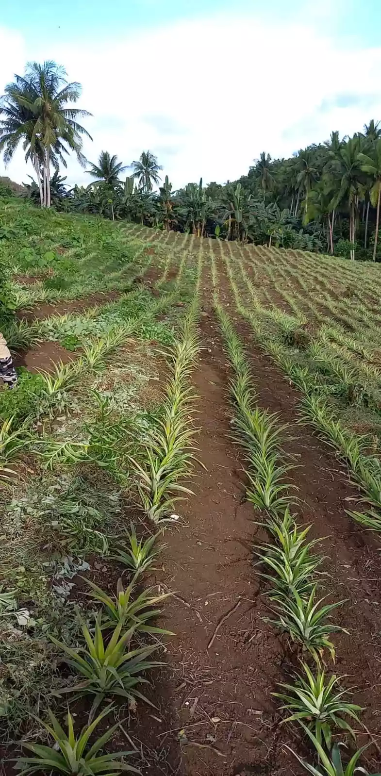 Calauag Quezon province Farmland  - photo 6