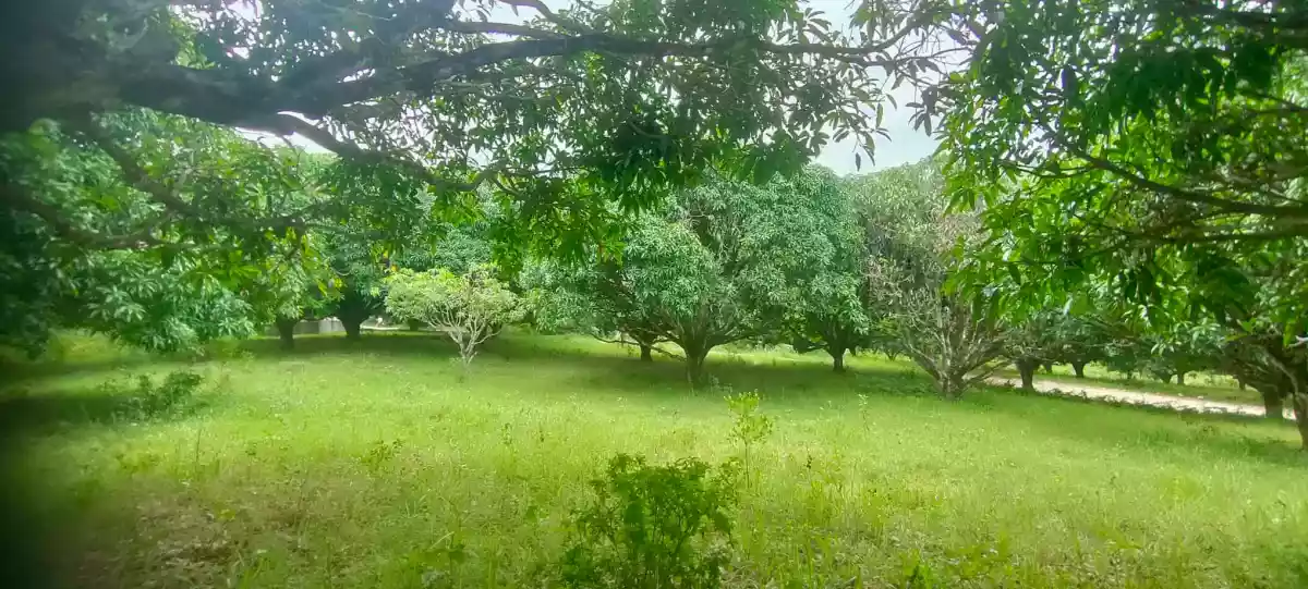 Mango Farm (Sacrifice Sale) — Agricultural Lot in Barili, Cebu, Philippines — Photo 5