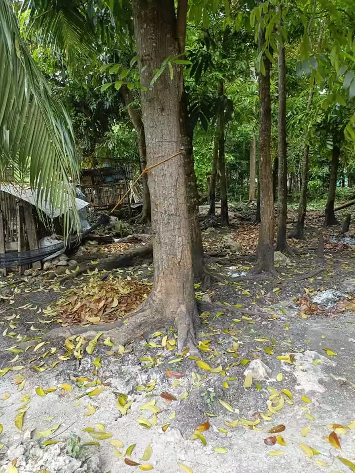 Residential Lot for Sale in Catarman Dauis, Bohol - photo 6