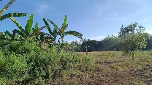 COMMERCIAL LOT FOR SALE in Camotes Island — Commercial Lot in Cebu, Philippines — Photo 4