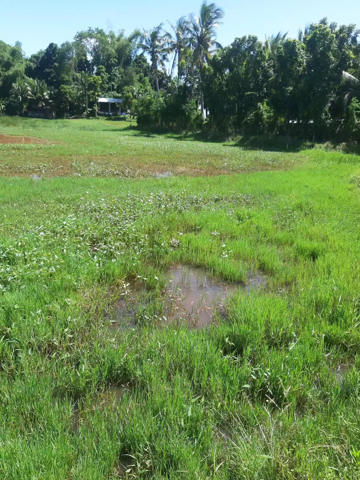 OCT - 34557 / TCT - 106461 — Agricultural Lot in Dumangas, Iloilo, Philippines — Photo 6