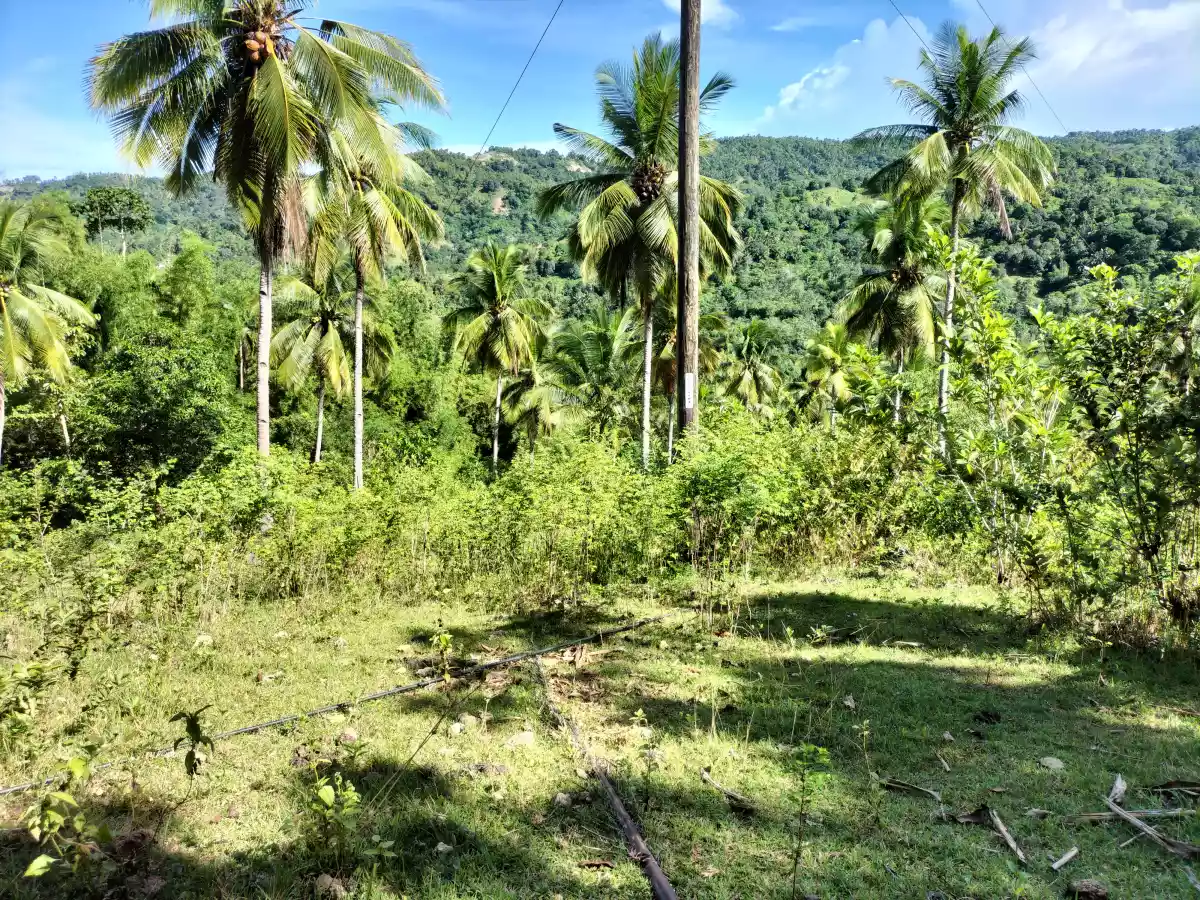 Affordable Lot — Agricultural Lot in Danao City, Cebu, Philippines — Photo 7