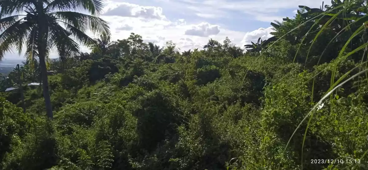 LOT FOR SALE — Residential Lot in Maghaway Road, Talisay, Cebu — Photo 3