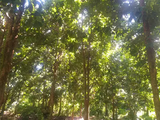 Farm/Residential Lot For Sale — Agricultural Lot in Maguindanaoan Ln, Tugbok, Davao City — Photo 2