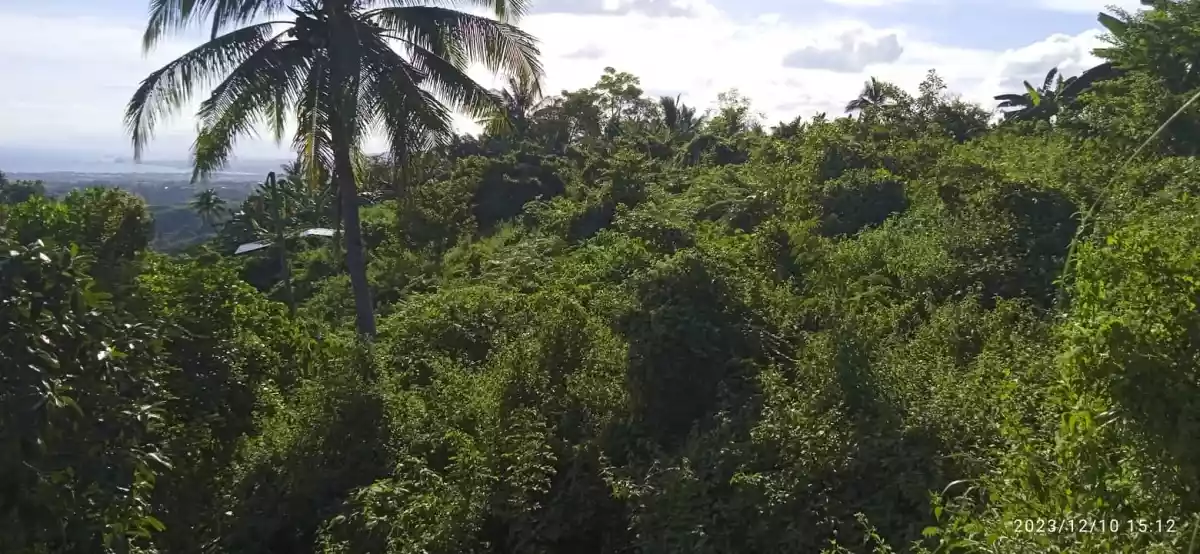 LOT FOR SALE — Residential Lot in Maghaway Road, Talisay, Cebu — Photo 4