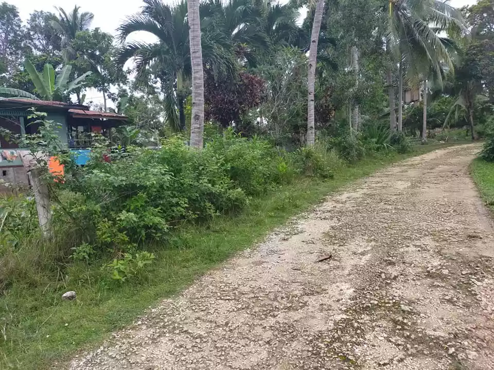 1668sqm clean title lot in Tinago Dauis Panglao Island Bohol 2,500 per sqm - photo 4