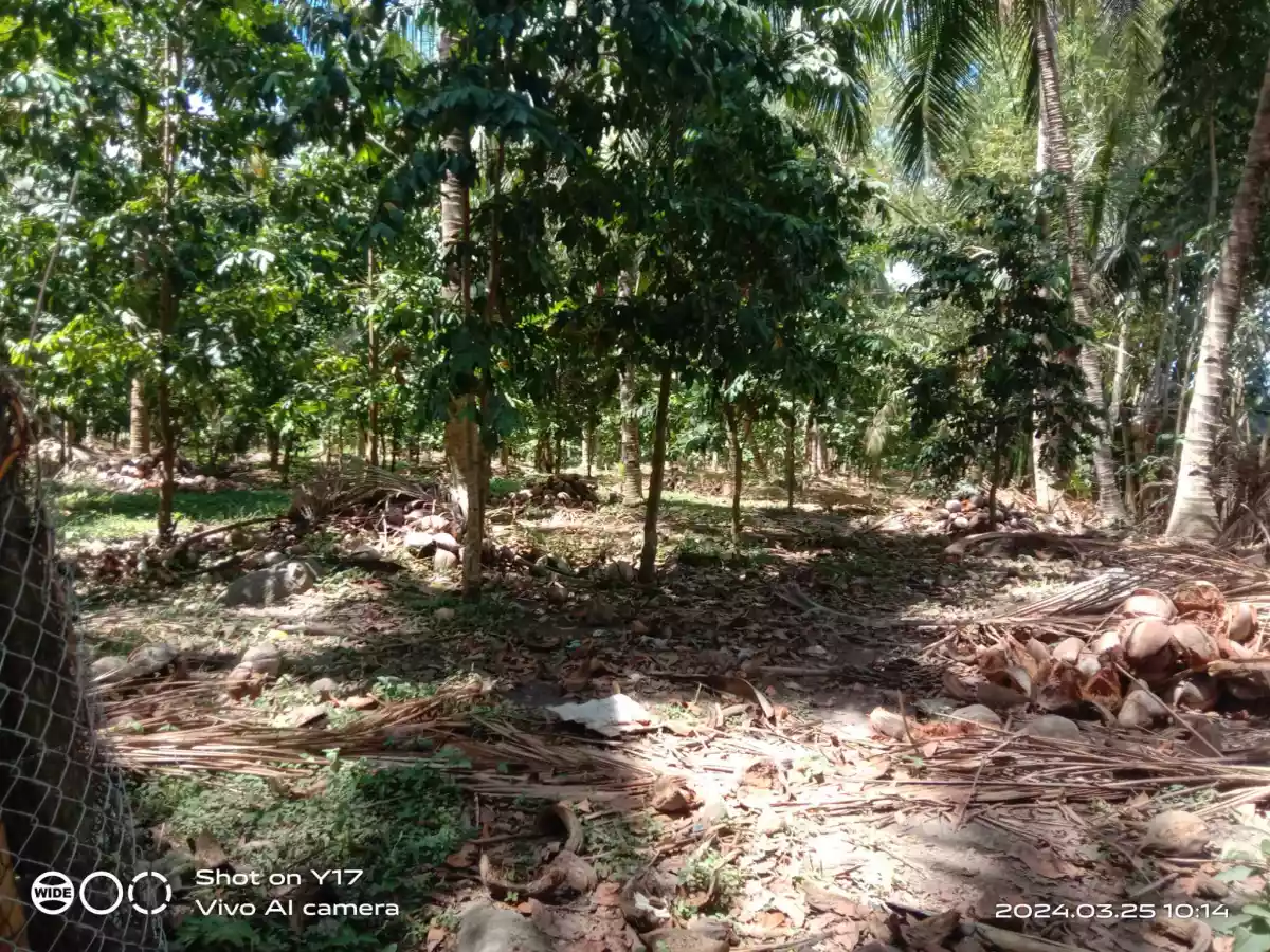 Open photo 21 of 21 — 1 HECTARE FOR SALE IN POLOMOLOK