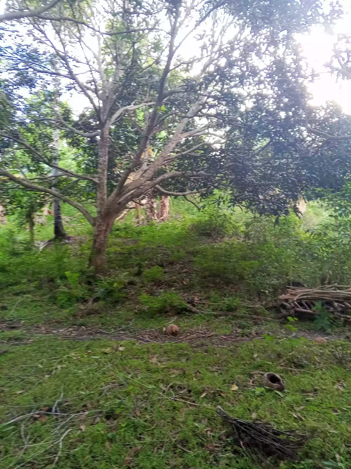 9.2 Hectares Land — Residential Lot in General Santos City, South Cotabato, Philippines — Photo 4