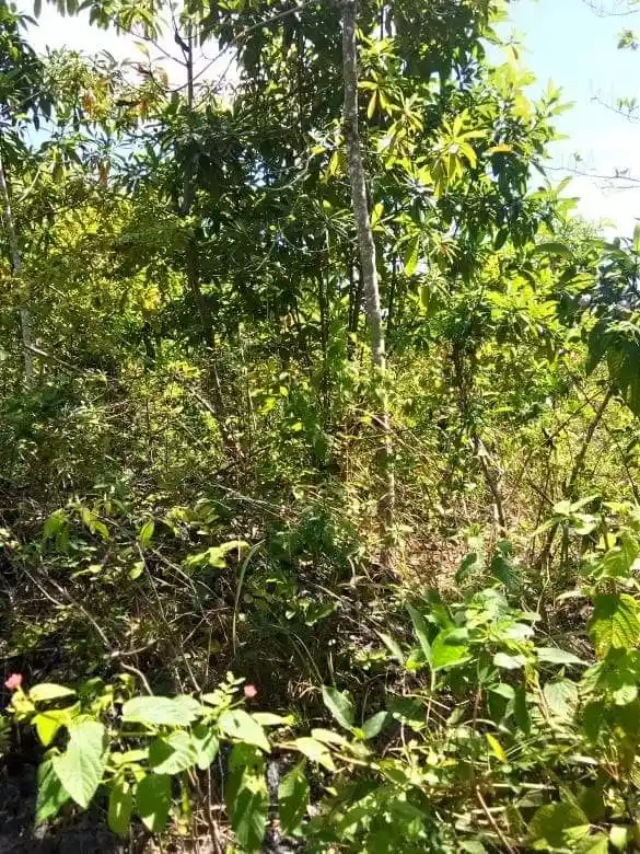 Farm Lot for Sale - photo 4