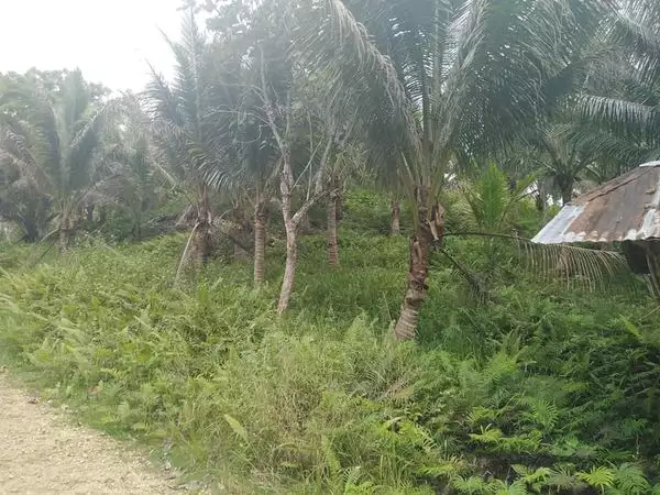 Rush Sale Bohol Farm Lot for Sale P160 per square meter only. - photo 2