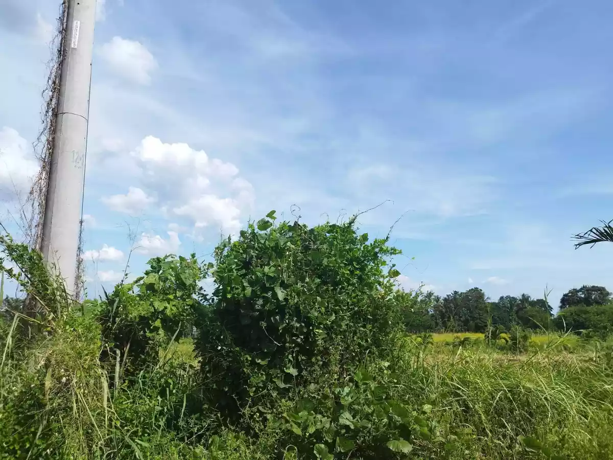 Villa Mercedes Residential Lot for Sale — Residential Lot in Davao City, Davao del Sur, Philippines — Photo 3