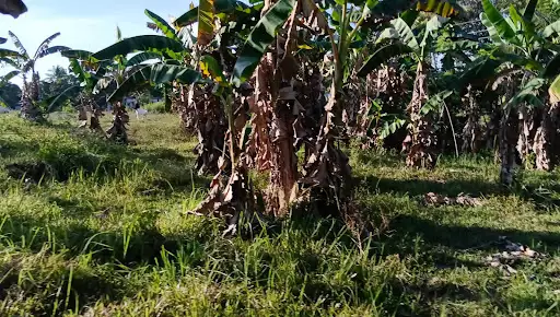 COMMERCIAL LOT FOR SALE in Camotes Island
