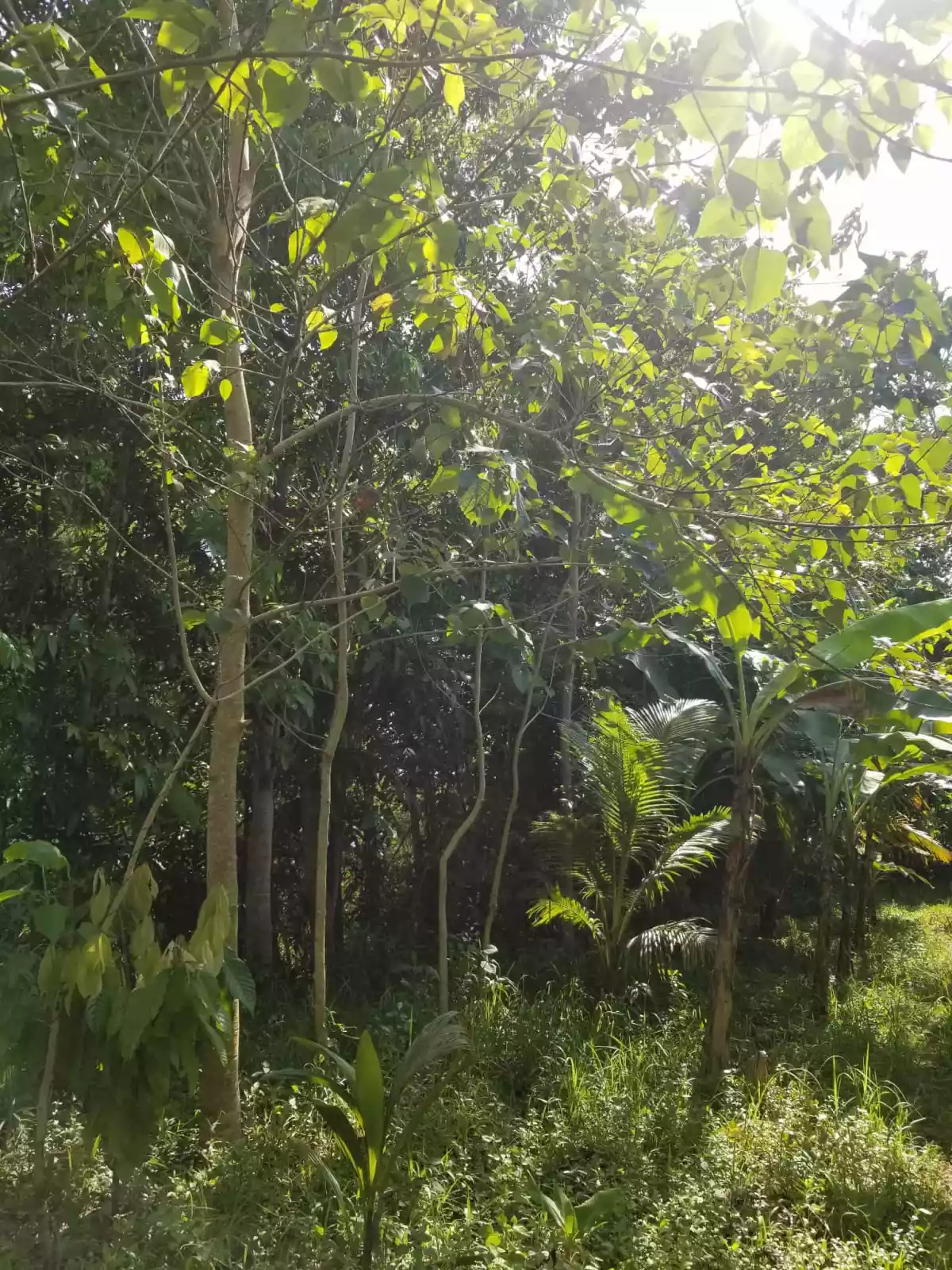 Two Hectares Farm Lot in Balamban, Cebu — Agricultural Lot in Immaculada Riverside, Nangka, Balamban — Photo 5