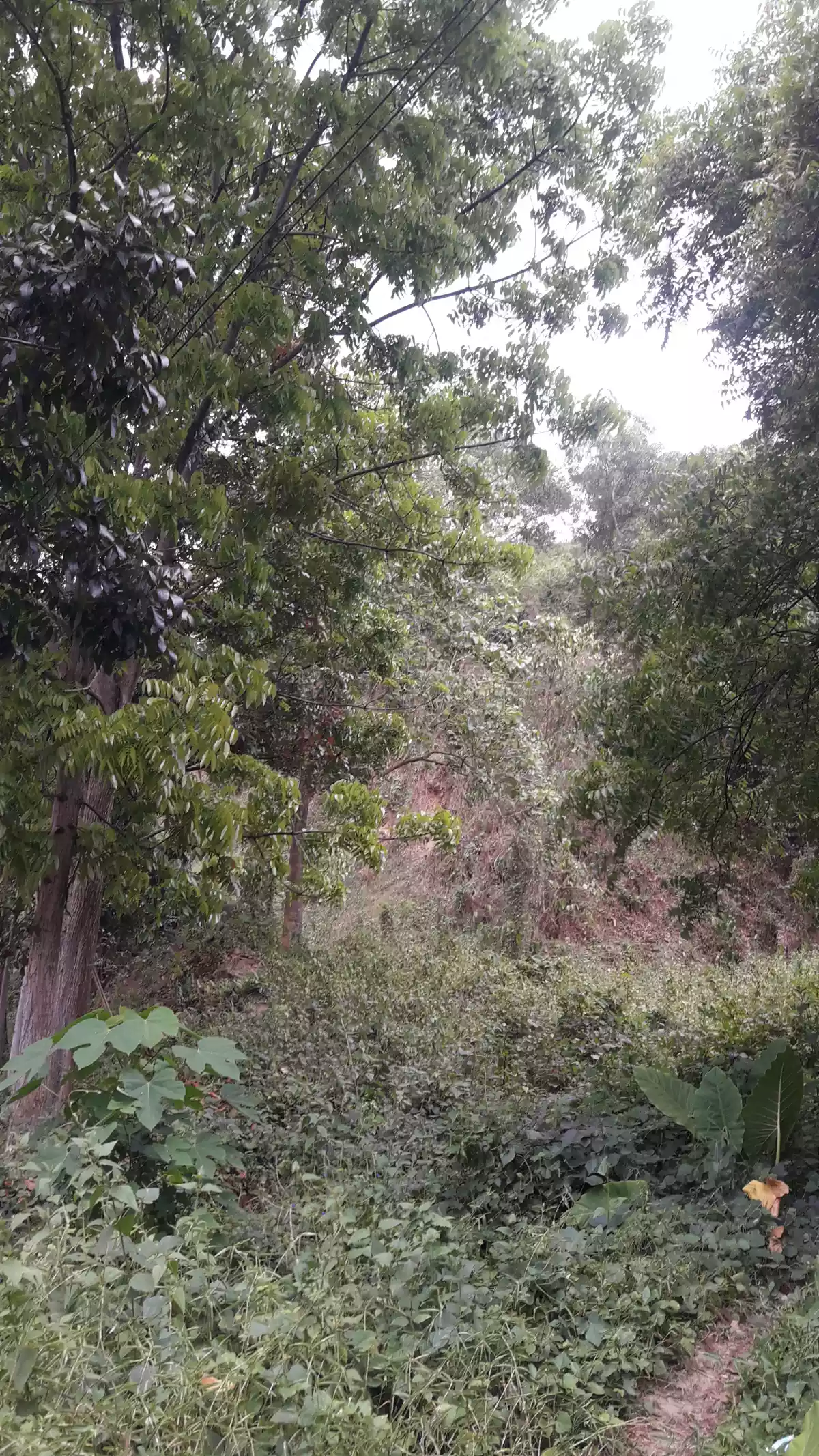 LOT FOR SALE