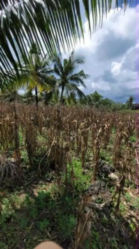 Lot for Sale (Camotes Island)