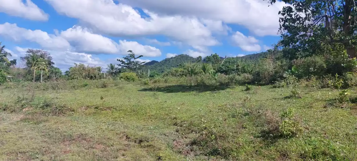 Agri Land for Sale - photo 5