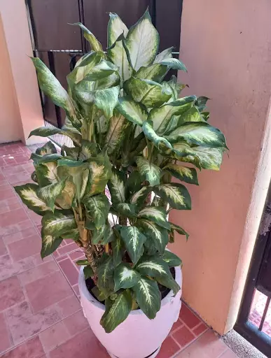 Open photo 51 of 118 — HOUSE AND LOT FULLY FURNISHED