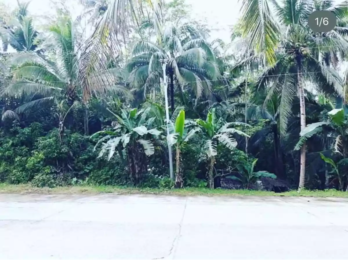 LOT FOR SALE @ SIARGAO ISLAND — Agricultural Lot in Philippines — Photo 7