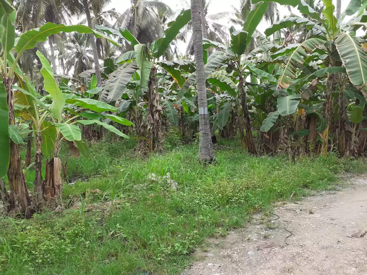 Lot 2.5 hectares - photo 4