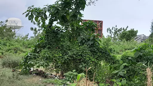 Commercial Lot for sale in Cordova — Commercial Lot in 8WHH+6V6, Lopez Jaena St, Tipolo — Photo 5